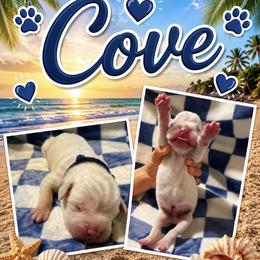 Boy 2 - male Boxer puppy in Perris, California from Ultra Paws Plus