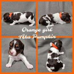 Pumpkin - Liver white and orange female Brittany puppy in Osseo, Wisconsin from On Fire Brittanys