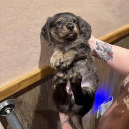Scooby - Dachshund