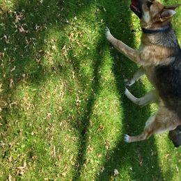 Lucky - German Shepherd