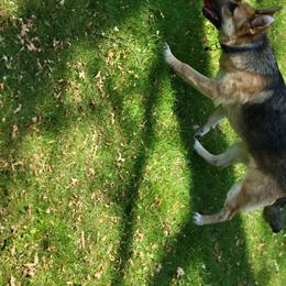 Lucky - German Shepherd