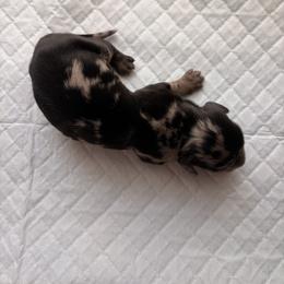 Dachshund Puppies from Teenie Tiny Dachshunds