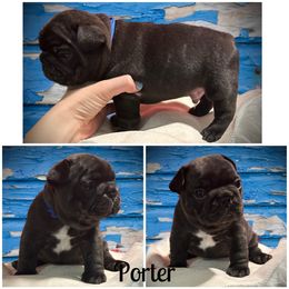 French Bulldog Puppies from HazyDayFrenchies