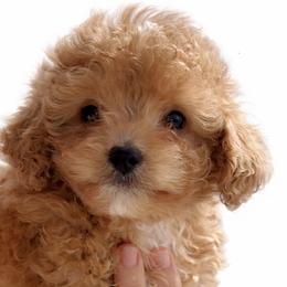 Elmo - Red male Cavapoo puppy in Liberty Hill, Texas from Cuddlebug Cavapoos of Austin