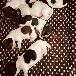 Boy 2 - Piebald male Dachshund puppy in Belton, Texas from Dominos Ch Mini Dachshunds