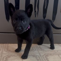 Purple Collar Girl - female Dutch Shepherd puppy in Palmyra, Maine from Maine Working Dogs