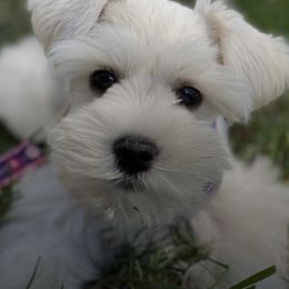 Miniature Schnauzer and Shih Tzu Puppies from Farmview Puppies