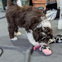 Aussiedoodle Puppies from Ridgeview Aussiedoodles
