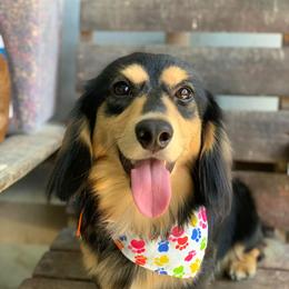 Darius - Dachshund