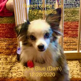 Toy Australian Shepherd Puppies from The Ranch of the Sun Toy Aussies