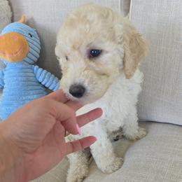Charlie - Cream male Goldendoodle puppy in Wauseon, Ohio from Medium Labradoodles 🐾