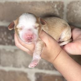 Purple - Caramel female Australian Labradoodle puppy in Decatur, Alabama from Southern Meadows Doodles