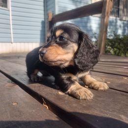Dachshund Puppies from Katrina's Dachshunds