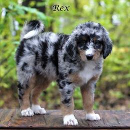 Aussiedoodle Puppies from Wilson Cattle Co.