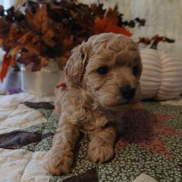 Dillon - Apricot male Poodle puppy in Blanch, North Carolina from Faithful Hearts Kennel
