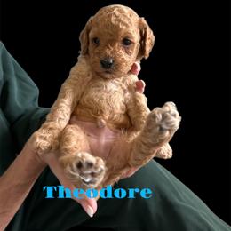 Cockapoo Puppies from Martin's Cockapoos