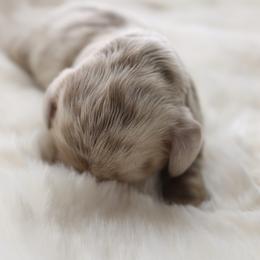 Miracle - Fawn (isabella) and tan female Dachshund puppy in Peebles, Ohio from Cave Valley Hounds