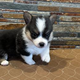 Boy 1 - Black and tan male Pembroke Welsh Corgi puppy in Visalia, California from VIP Stables