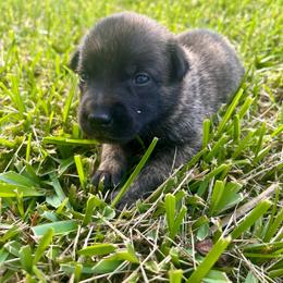 Female 2 - Black brindle female Dutch Shepherd puppy in Raceland, Louisiana from Fontana Farm