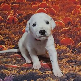 LUA Amber - White and black female Dalmatian puppy in Phoenix, Arizona from Samba Flavors