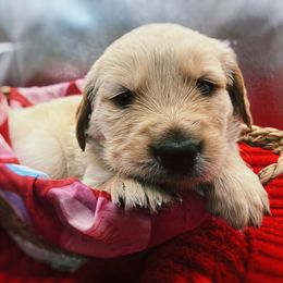 Golden Retriever Puppies from Great Lakes Golden Retreivers