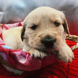 Golden Retriever Puppies from Great Lakes Golden Retreivers