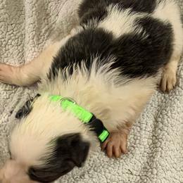 Blue girl 1 - White and blue female Border Collie puppy in Bogata, Texas from Celtic Farms Border Collies and Danes