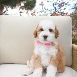 Lava chicken - Brown and white male Bernedoodle puppy in North Ogden, Utah from Bourbon Bernedoodles