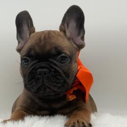 Kingston - Fawn male French Bulldog puppy in Largo, Florida from Big Daddy Frenchies