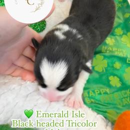 Emerald Isle - Black and tan male Pembroke Welsh Corgi puppy in Salisbury, Maryland from Coastal Corgis