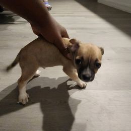 Chihuahua Puppies from Maldonado Pet Life Breeder LLC.
