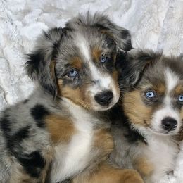 Toy Australian Shepherd Puppies from South Paw Toy Aussies