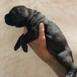 Dark Brown - Black brindle male Cane Corso puppy in Paris, Texas from Knucklehead Cane Corso
