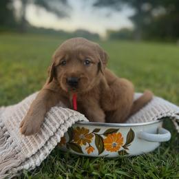 Golden Retriever Puppies from Shupe’s Sweet Southern Goldens