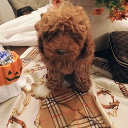 Simba - Red  male Goldendoodle puppy in Fairmont, West Virginia from Manoka's Honeybee