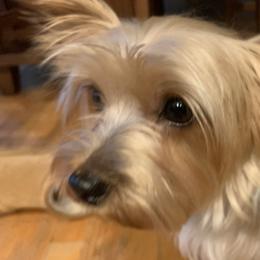 Kaia - Yorkshire Terrier