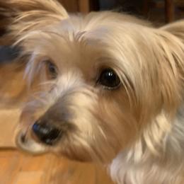 Kaia - Yorkshire Terrier