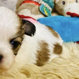 Shih Tzus from Tilly's Tiny Tots