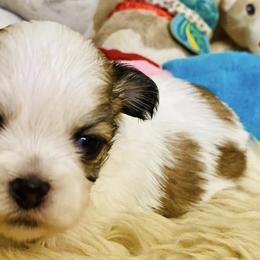 Shih Tzus from Tilly's Tiny Tots