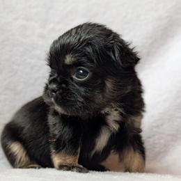 Presley - Black and tan male French Bulldog puppy in Battle Ground, Washington from Ferguson's Bulldogs