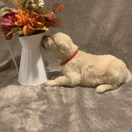 Golden Retriever Puppies from 3 Gun Retrievers