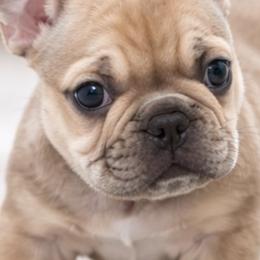 Cardigan Welsh Corgi and French Bulldog Puppies from Leather & Lace