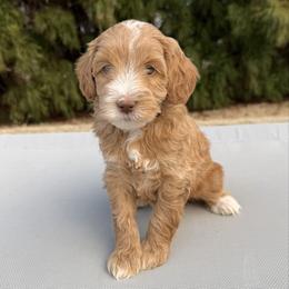 Black Boy - Caramel cream male Australian Labradoodle puppy in West Union, South Carolina from Golden Corner Labradoodles, LLC