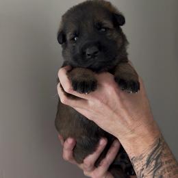 Gold Male - Sable male German Shepherd puppy in Saratoga Springs, Utah from Vom Stille Teufelshunde Kennels