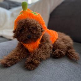Poodle Puppies from CashEuro Poodles