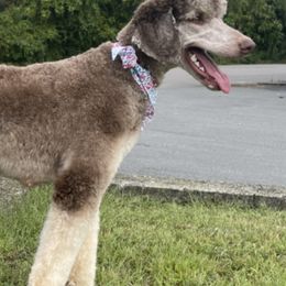 Poodles from Tugas Standard Poodles