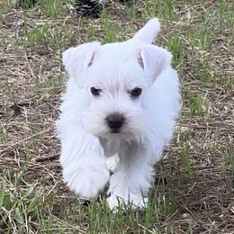 Labrador Retrievers and Miniature Schnauzers from J Bar B Kennels