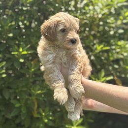 Goldendoodle Puppies from Sweet Doodles of Alabama