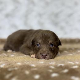 Fork - Red tri-color female Australian Shepherd puppy in Argyle, Iowa from Country Time Kennels