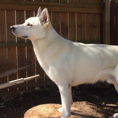 Berger Blanc Suisses from Stravi Vukovi Belog Anđela